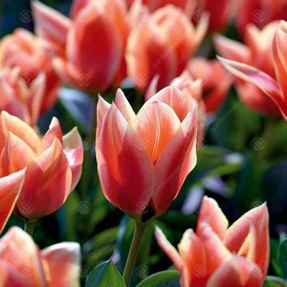 Tulips Calypso -MASTER-