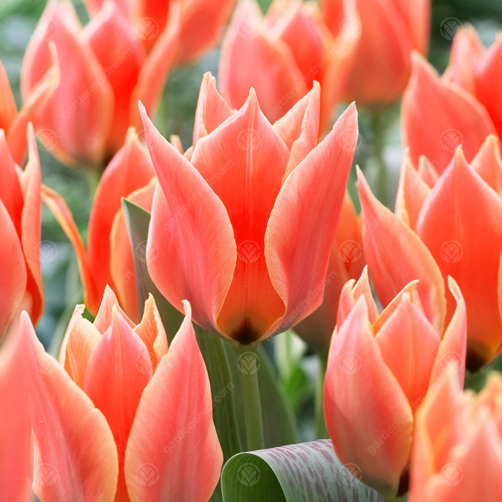 Tulips Calypso -MASTER-