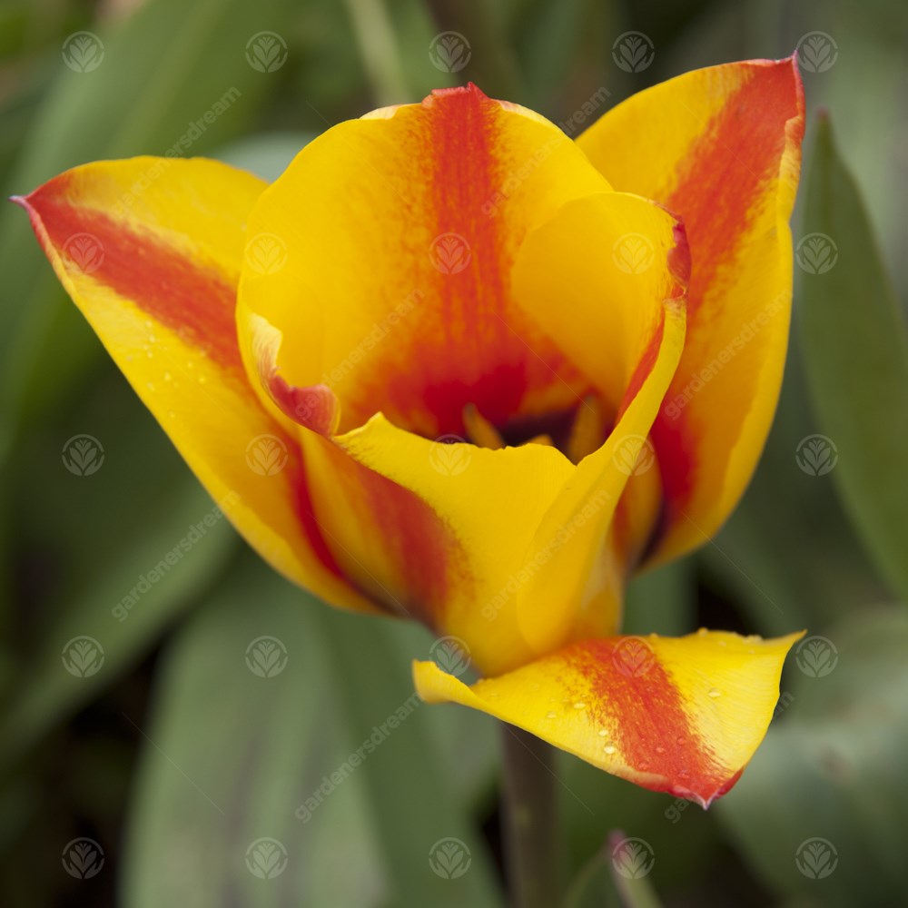 Tulips Cape Cod -MASTER-