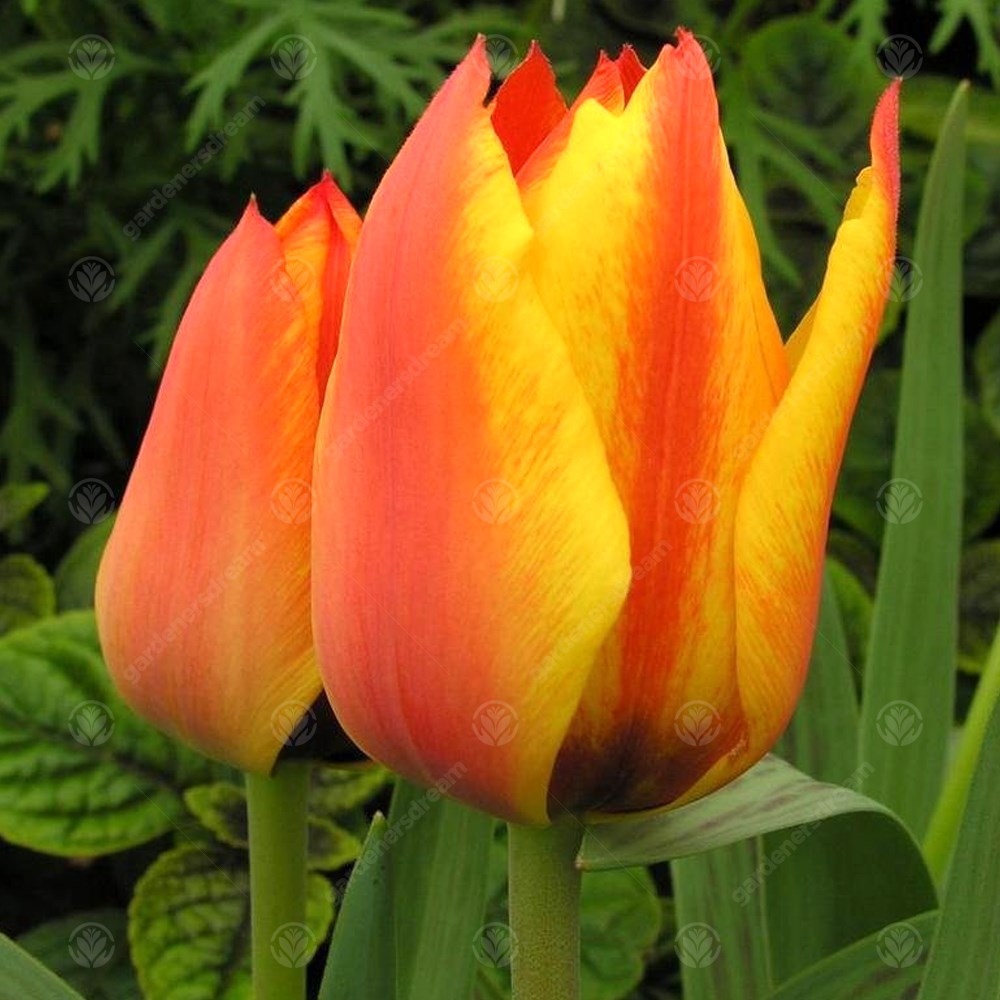 Tulips Cape Cod -MASTER-