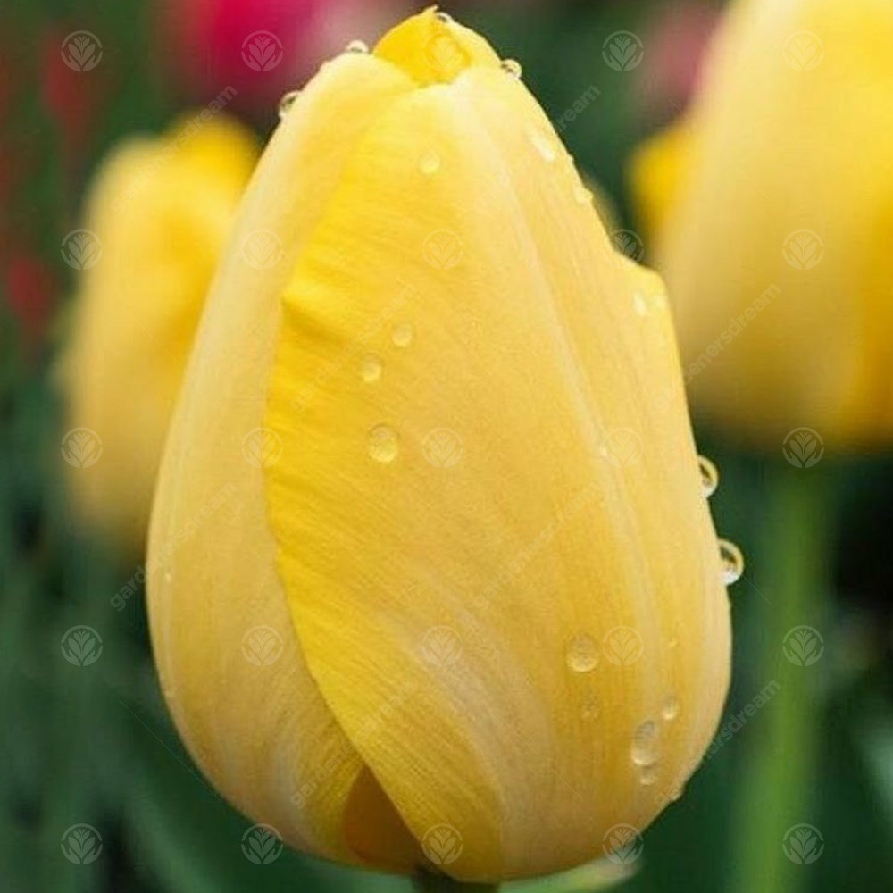 Tulips Cream Cocktail -MASTER-