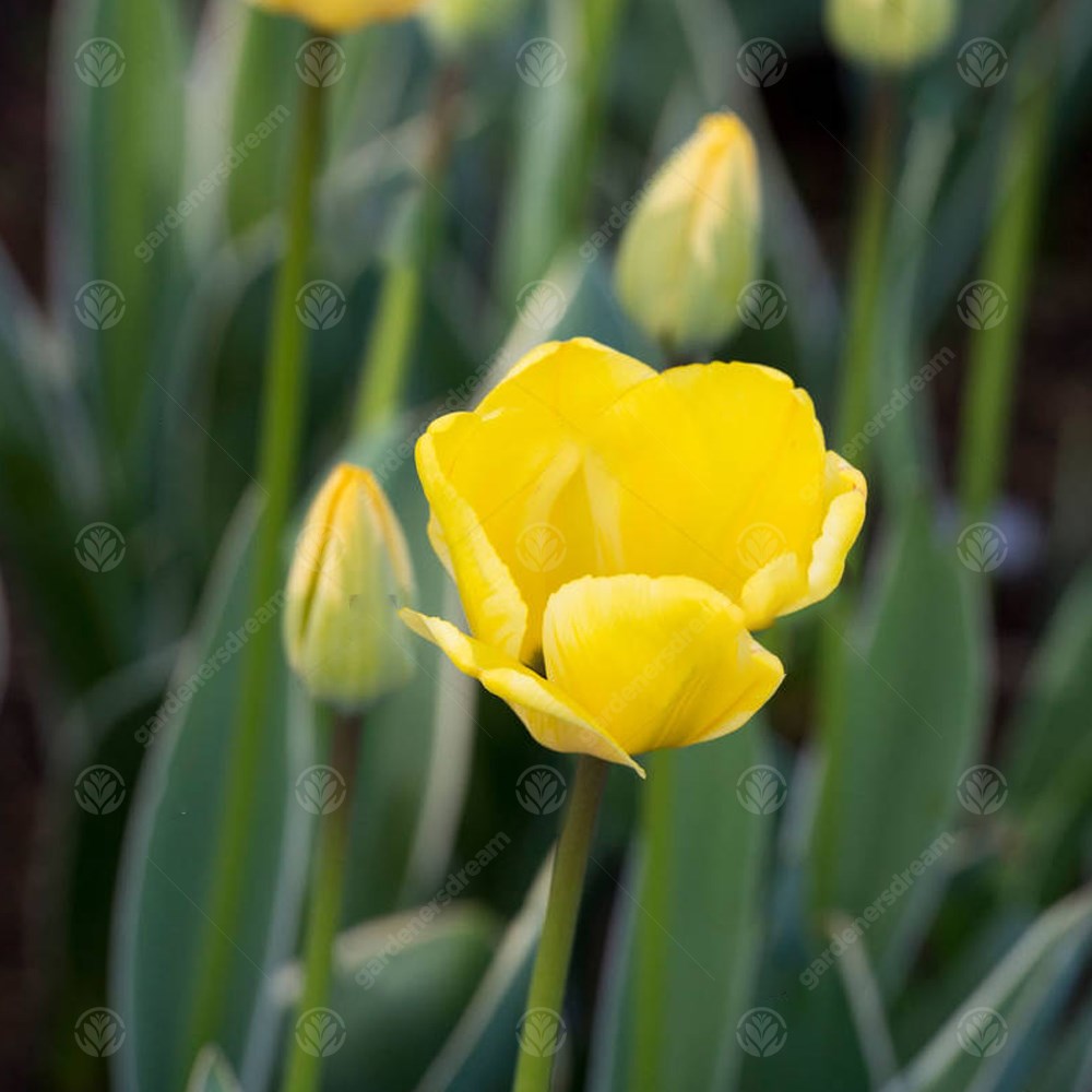 Tulips Cream Cocktail -MASTER-