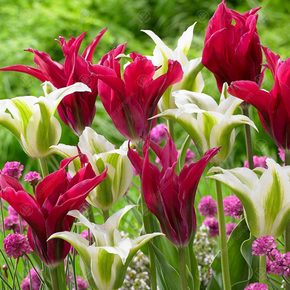 Tulips Doll's Minuet -MASTER-