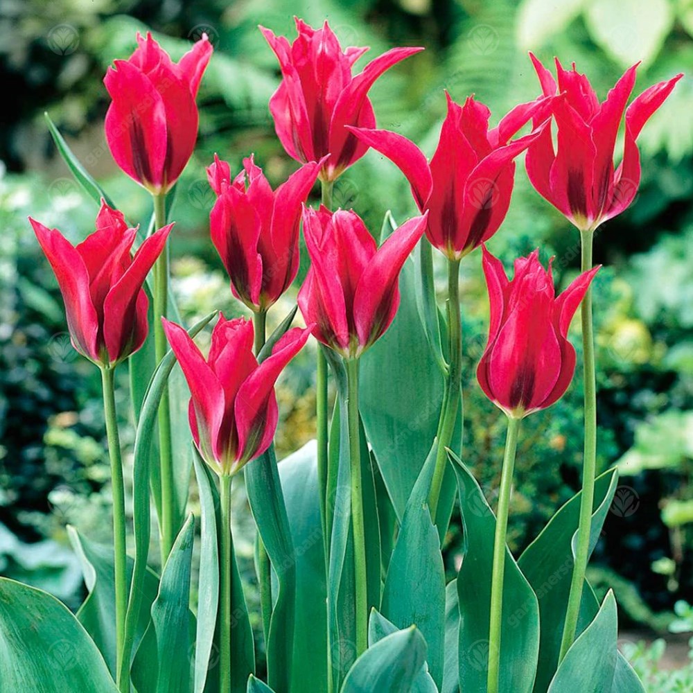 Tulips Doll's Minuet -MASTER-