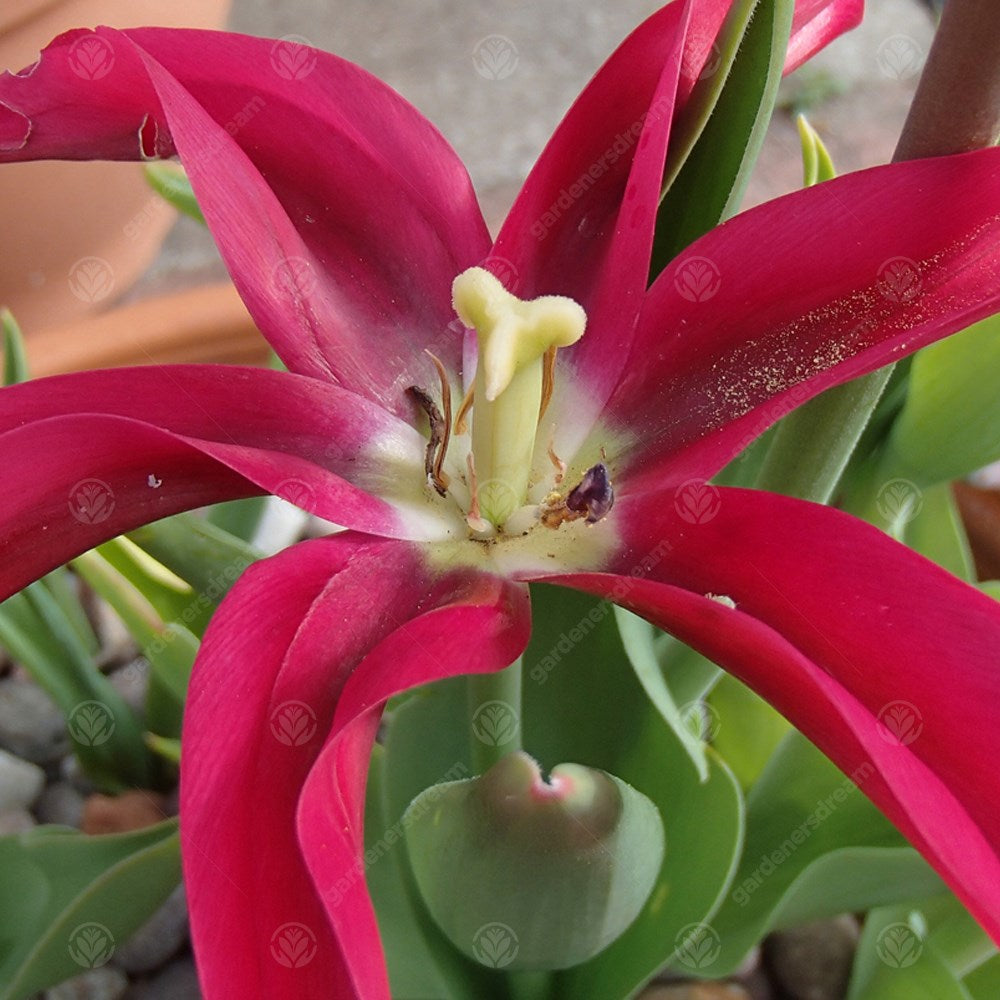 Tulips Doll's Minuet -MASTER-