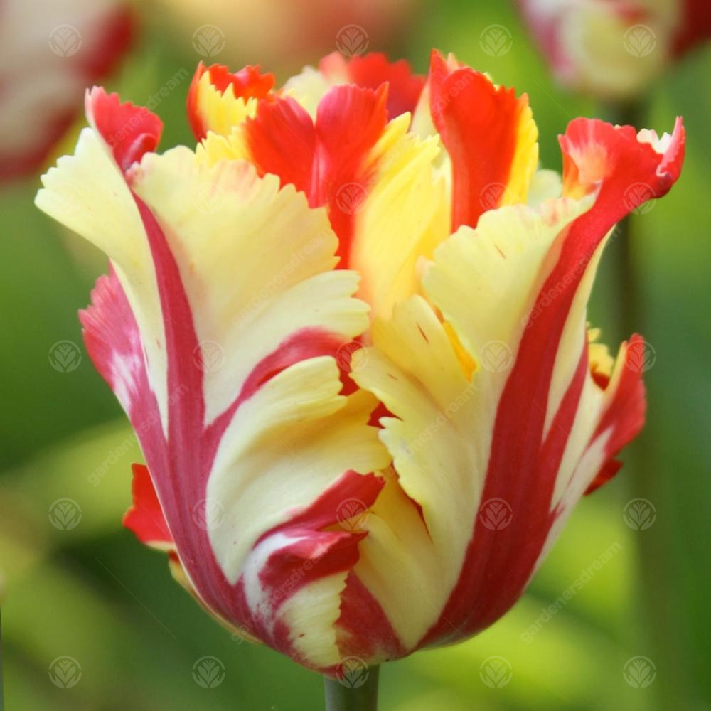 Tulips Flaming Parrot -MASTER-