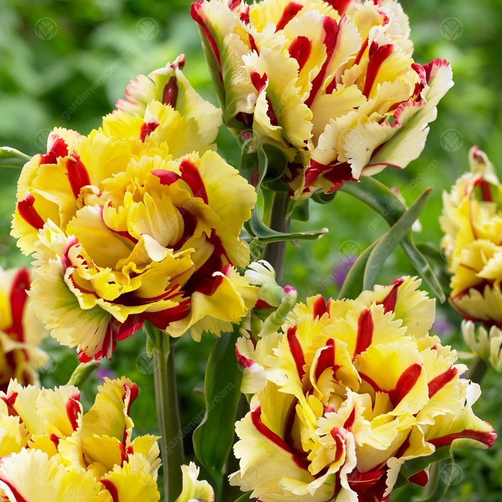 Tulips Flaming Parrot -MASTER-
