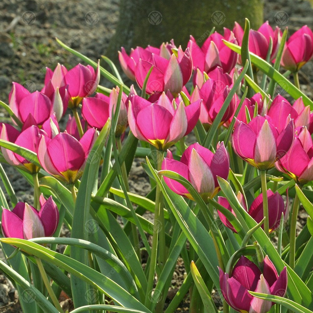 Tulips Humilis Persian Pearl (Pulchella) -MASTER-