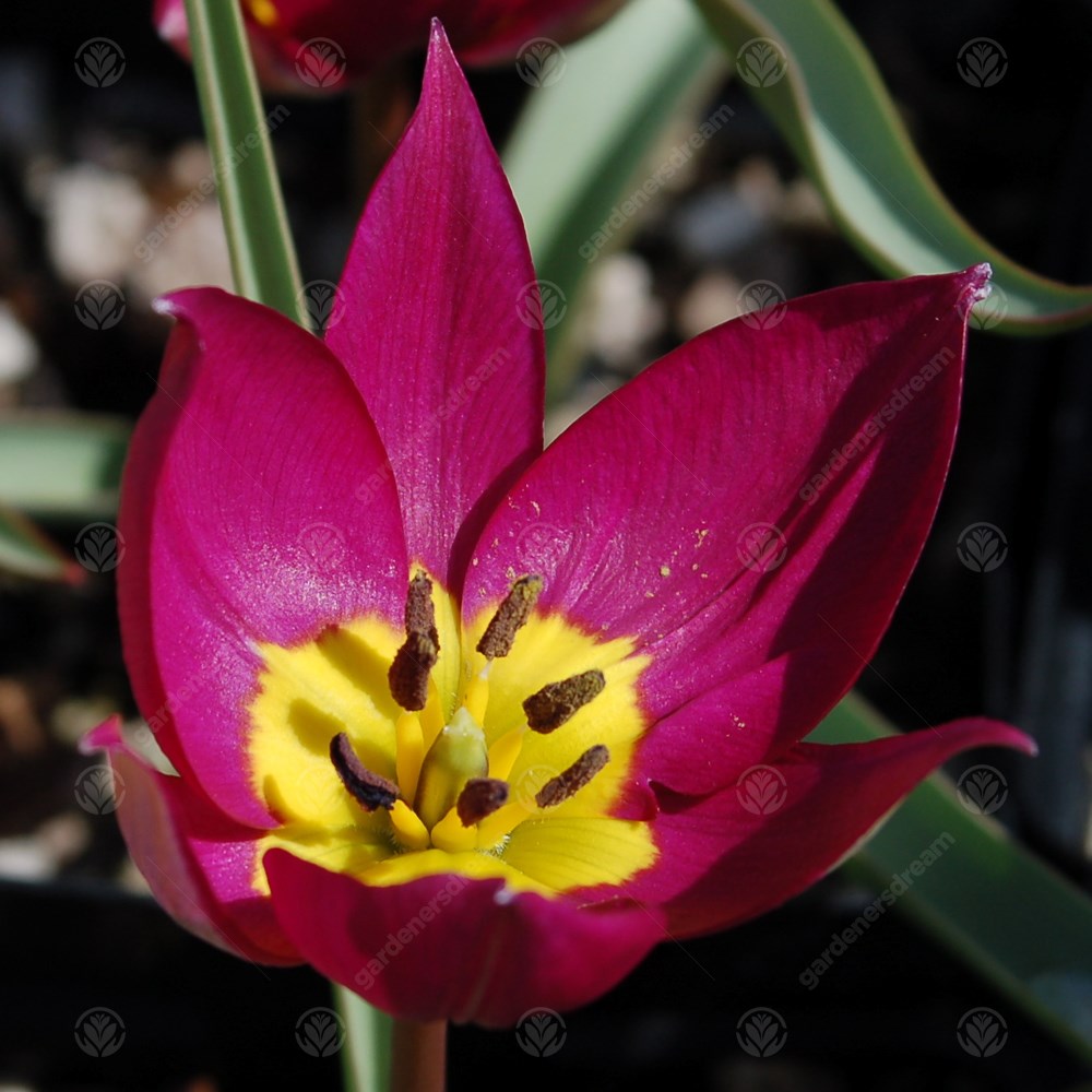 Tulips Humilis Persian Pearl (Pulchella) -MASTER-