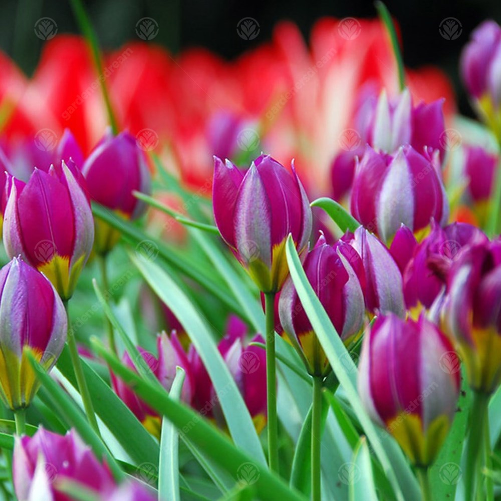 Tulips Humilis Persian Pearl (Pulchella) -MASTER-