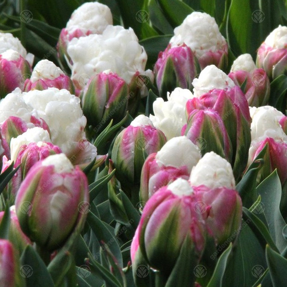 Tulips Ice Cream -MASTER-