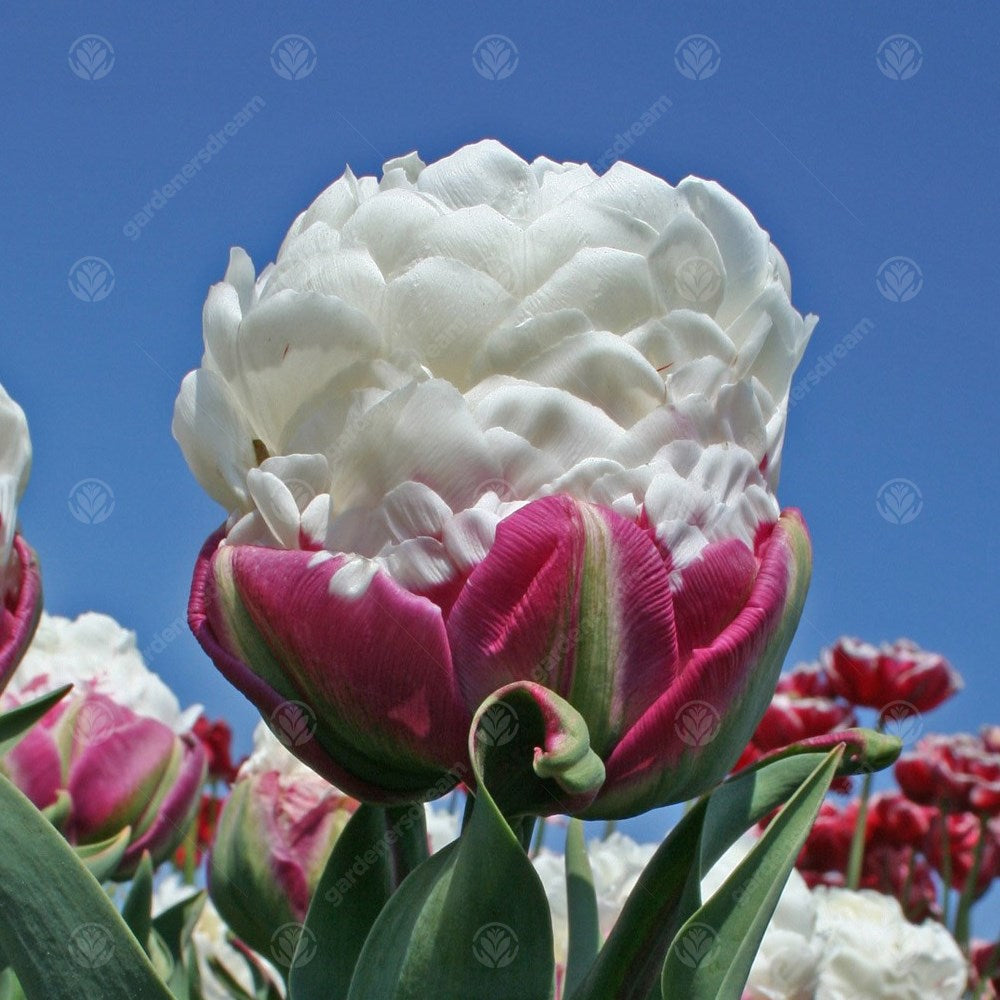 Tulips Ice Cream -MASTER-