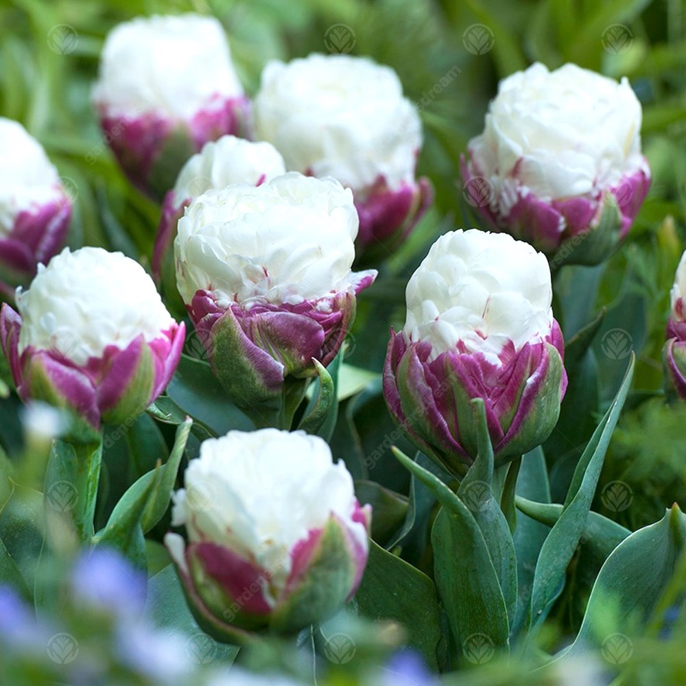 Tulips Ice Cream -MASTER-