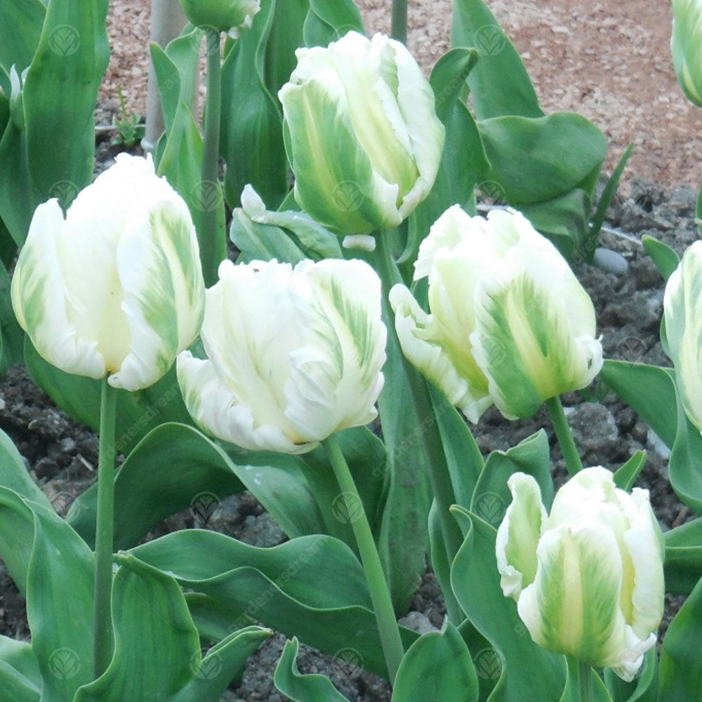 Tulips Madonna -MASTER-