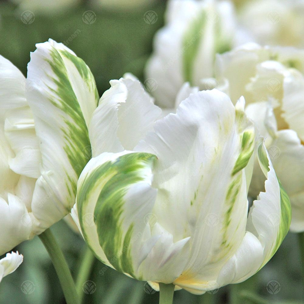 Tulips Madonna -MASTER-