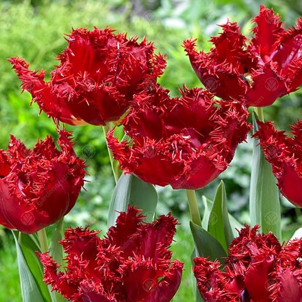 Tulips Maywood -MASTER-
