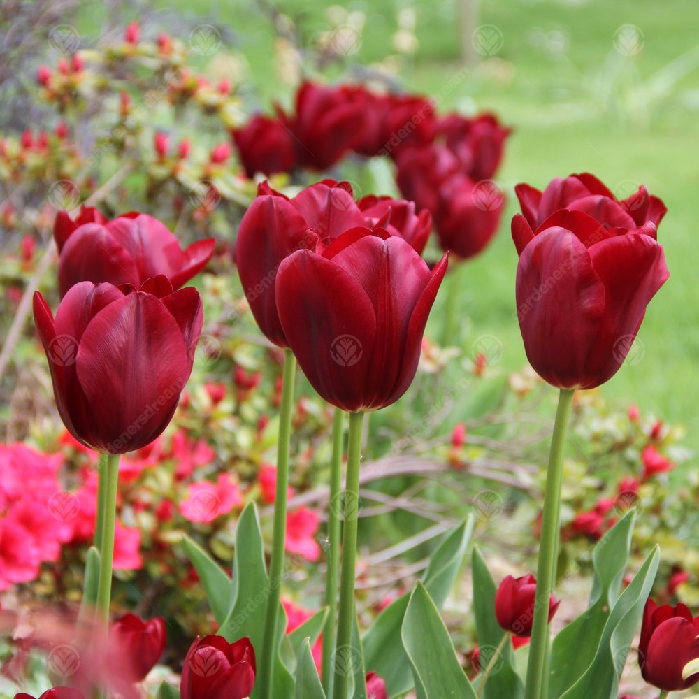 Tulips National Velvet -MASTER-