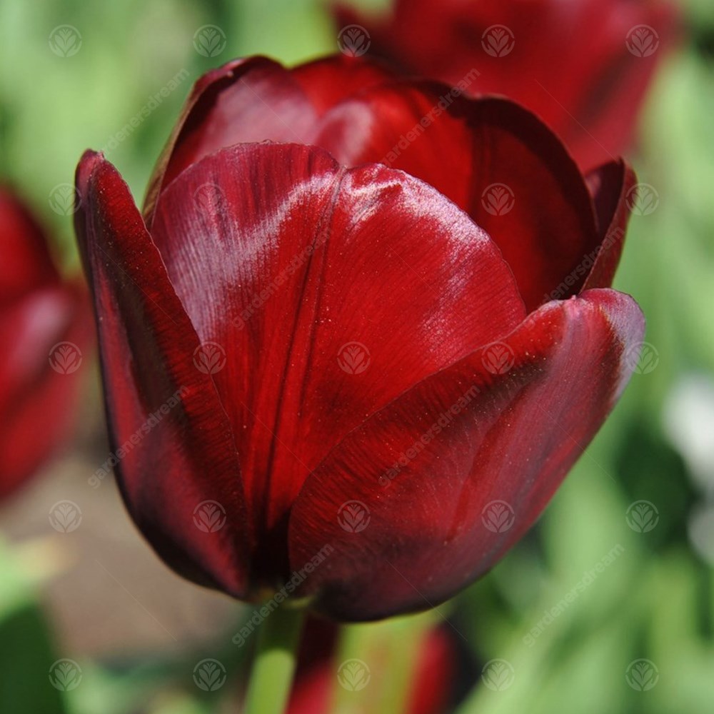 Tulips National Velvet -MASTER-