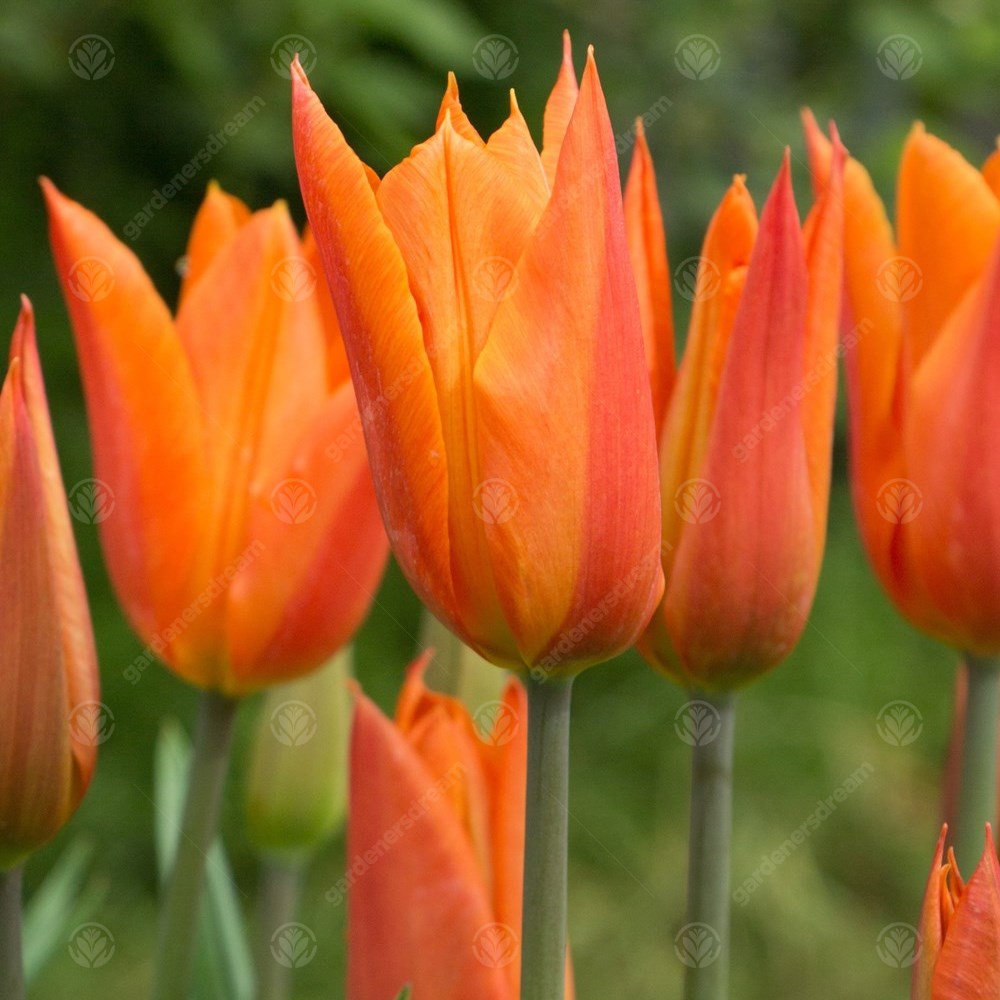 Tulips Orange Brilliant -MASTER-