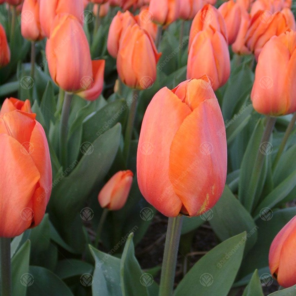 Tulips Orange Brilliant -MASTER-