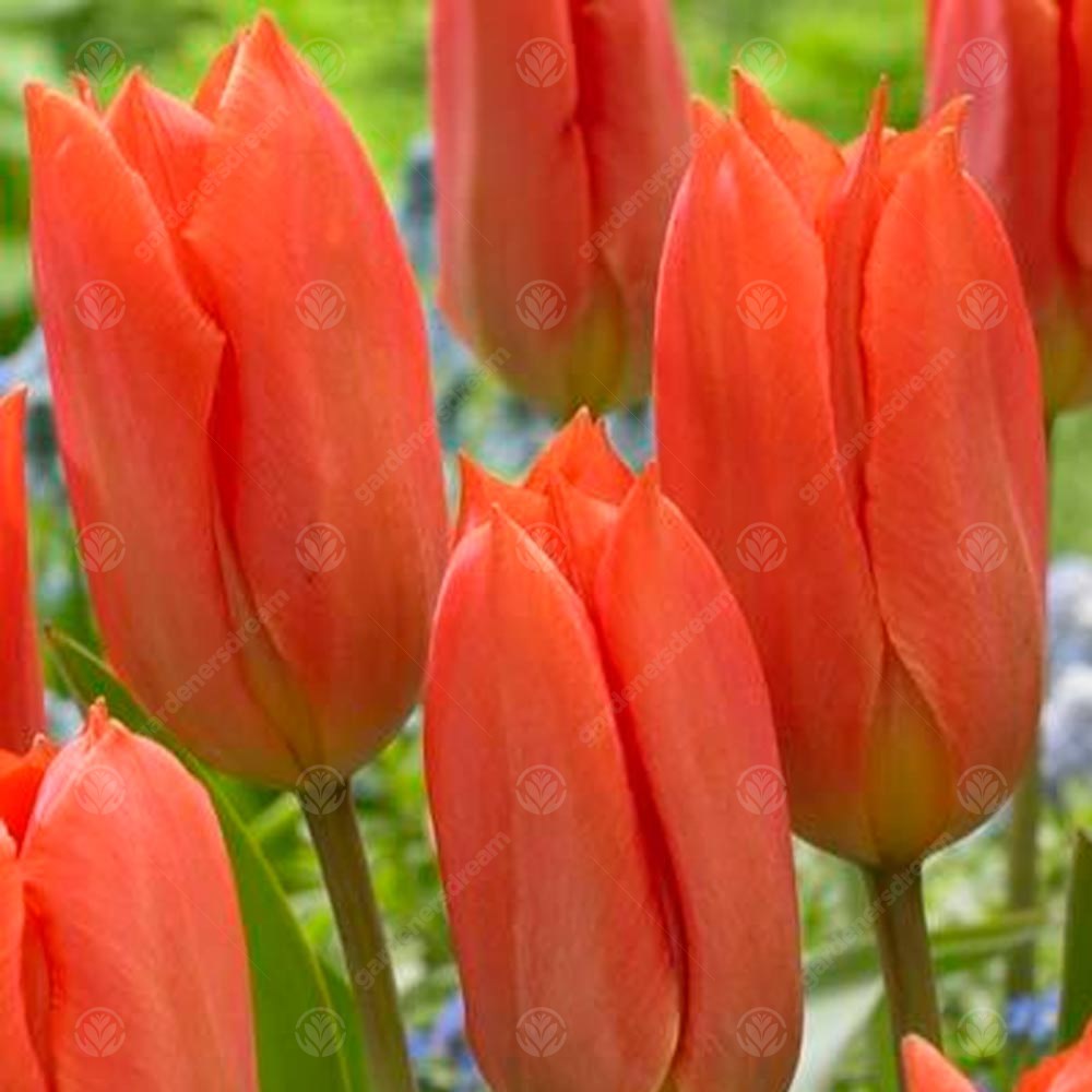Tulips Orange Brilliant -MASTER-