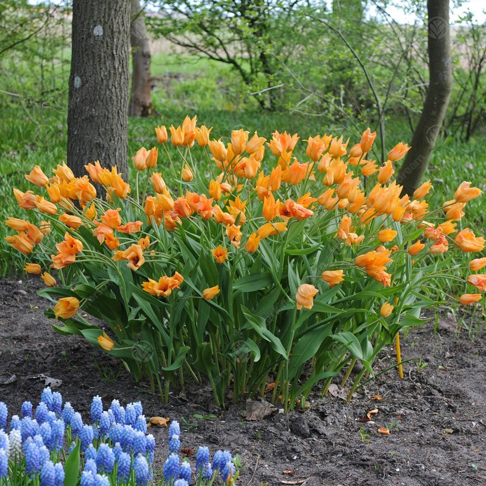 Tulips Dwarf Praestans -MASTER-