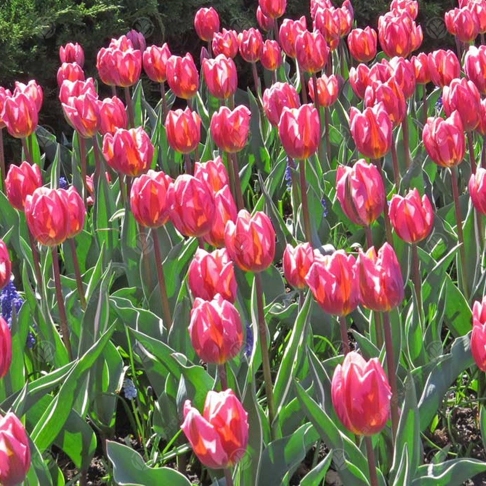Tulips Pretty Princess -MASTER-