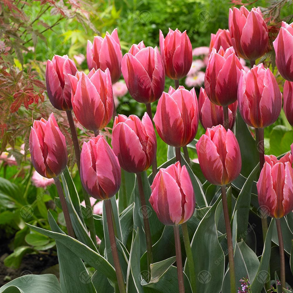 Tulips Pretty Princess -MASTER-