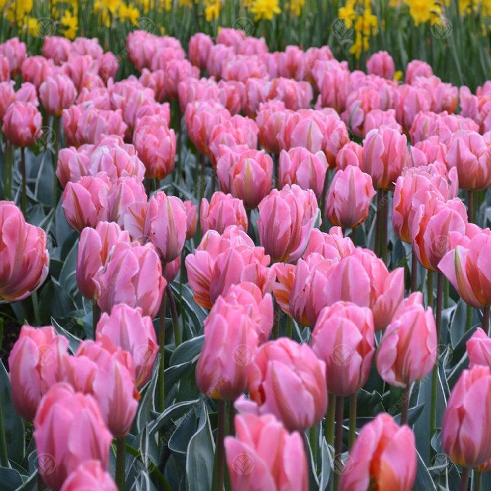 Tulips Pretty Princess -MASTER-
