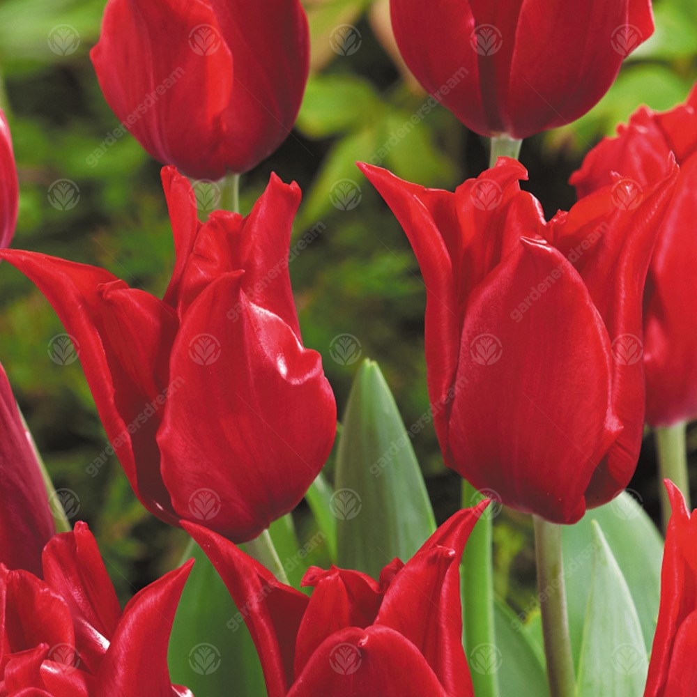 Tulips Pretty Woman -MASTER-