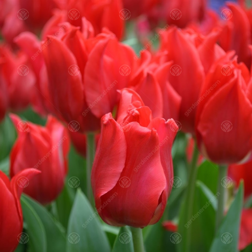 Tulips Pretty Woman -MASTER-