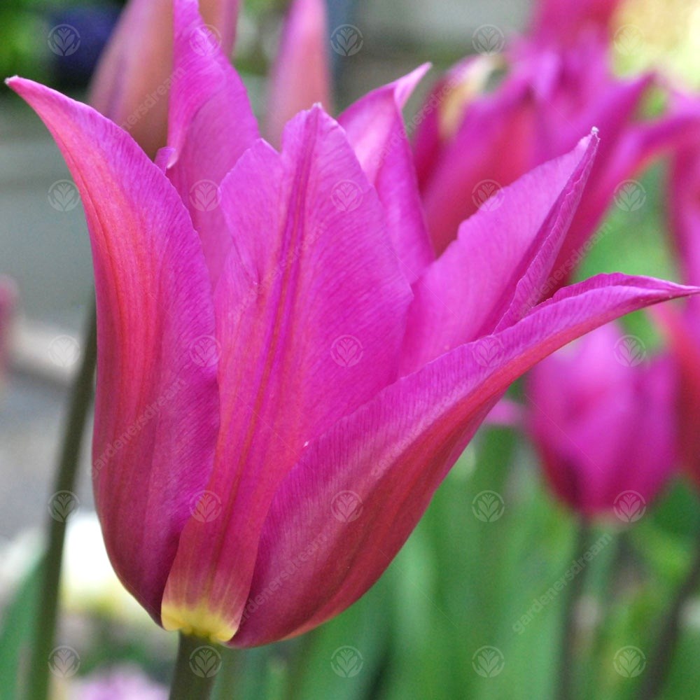 Tulips Purple Doll -MASTER-