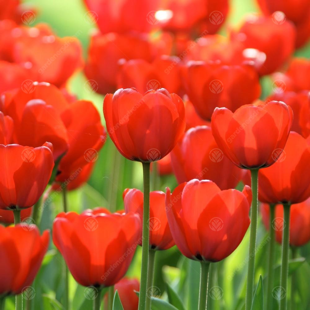 Tulips Red Impression -MASTER-