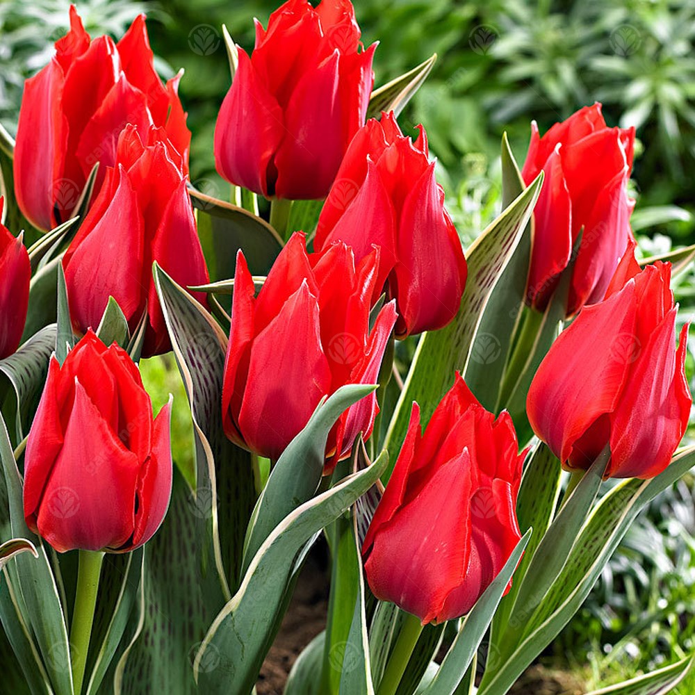 Tulips Rob Verlinden -MASTER-