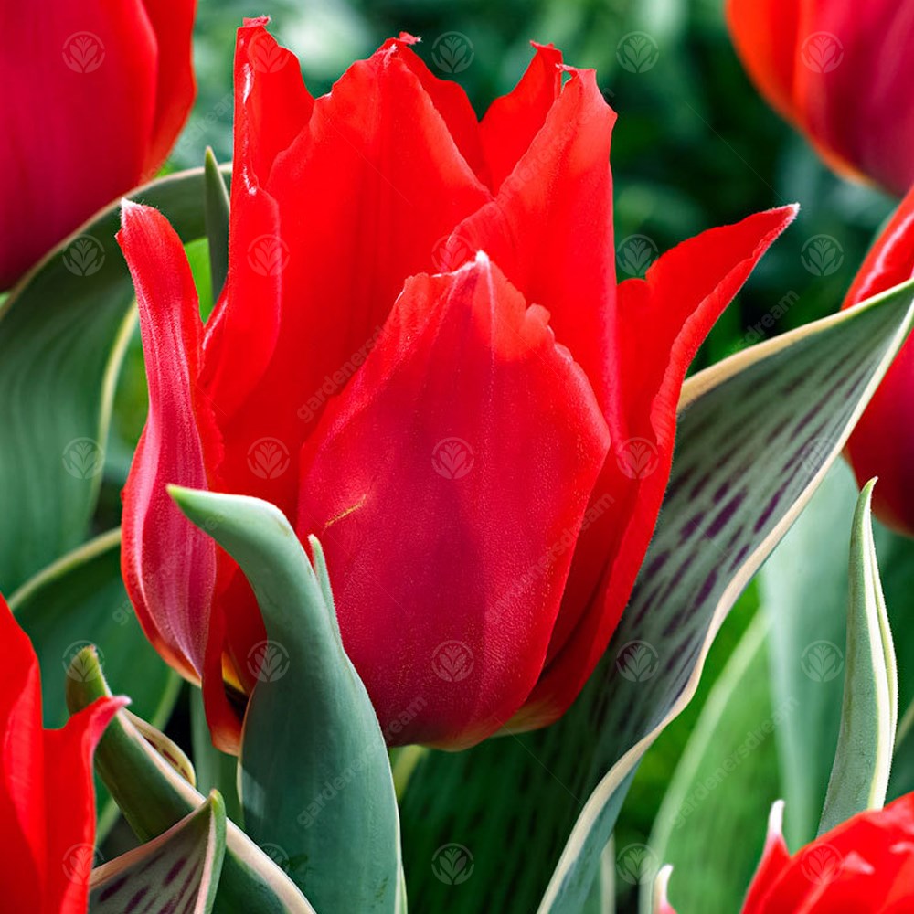 Tulips Rob Verlinden -MASTER-