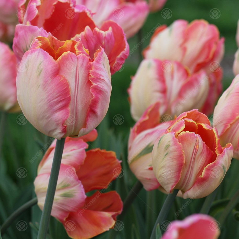 Tulips Salmon Parrot -MASTER-