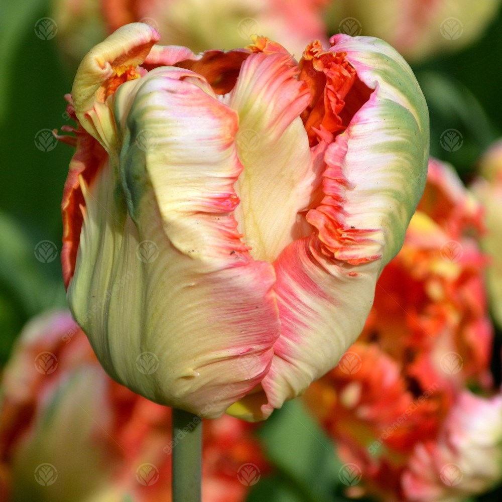 Tulips Salmon Parrot -MASTER-