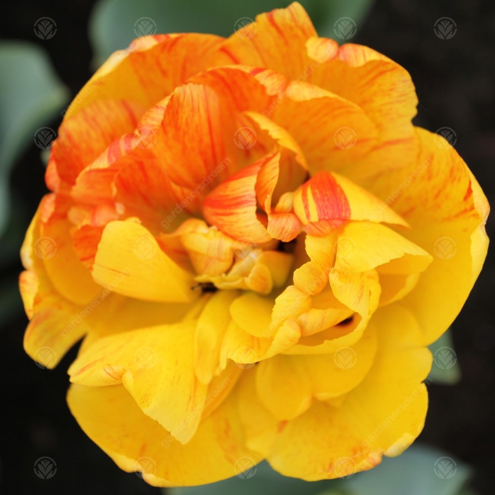 Tulips Sunlover -MASTER-