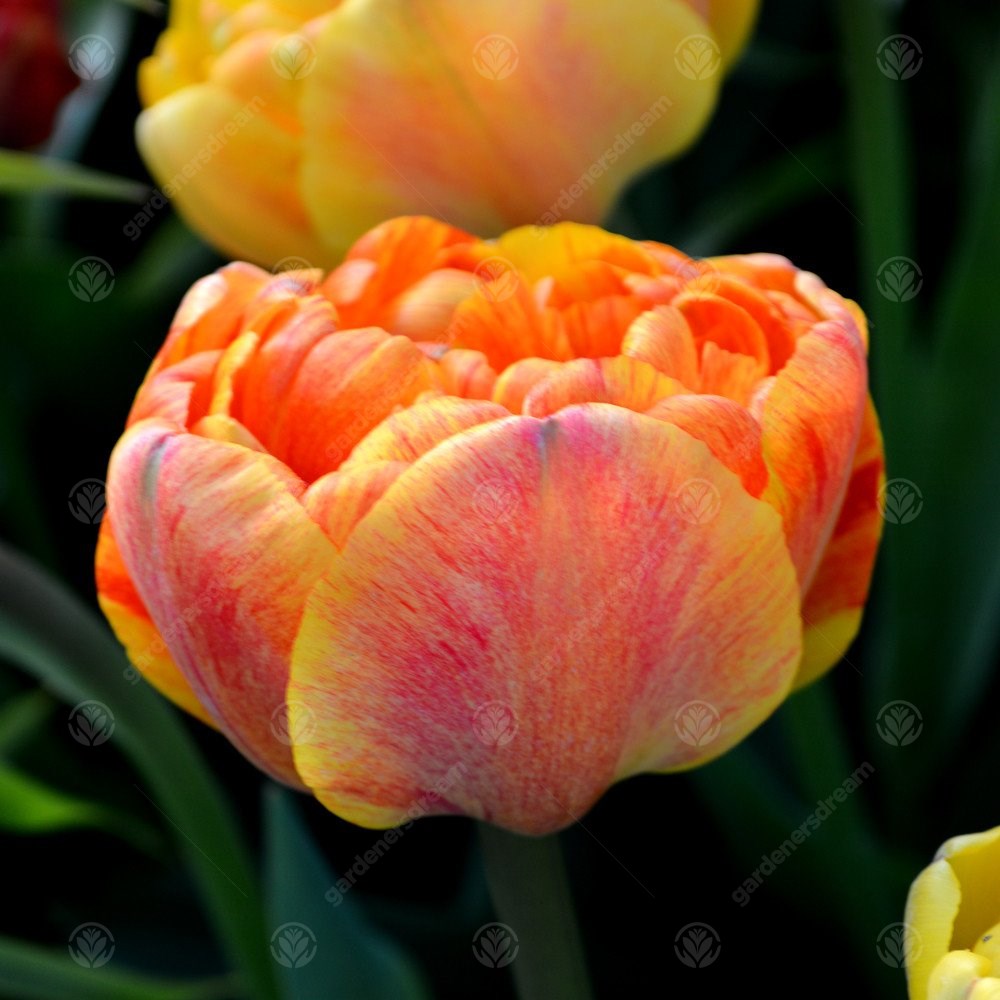 Tulips Sunlover -MASTER-
