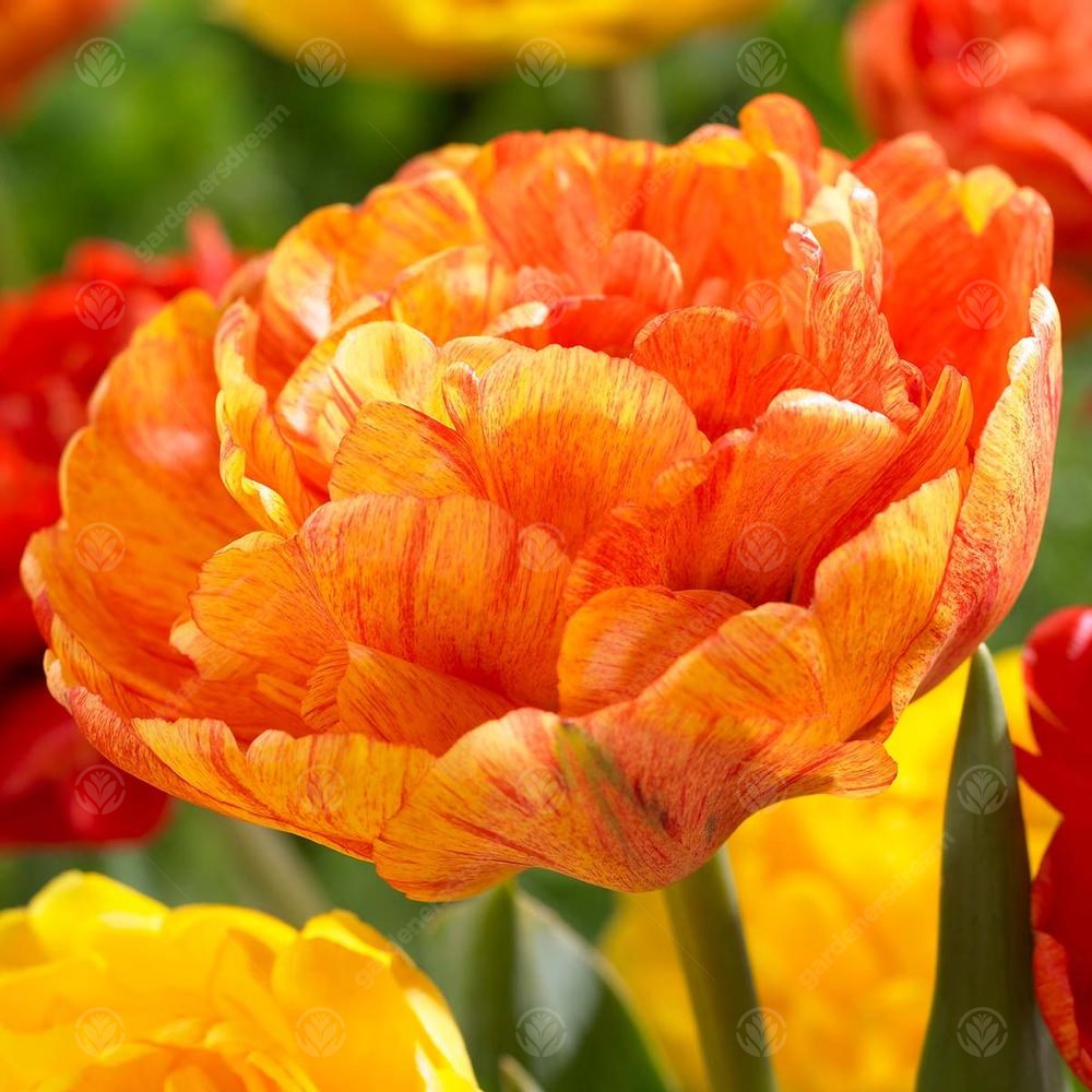 Tulips Sunlover -MASTER-