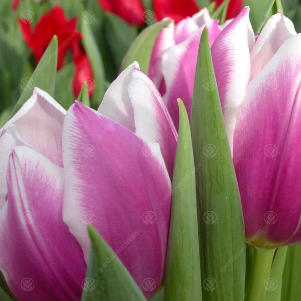 Tulips Synaeda Blue -MASTER-