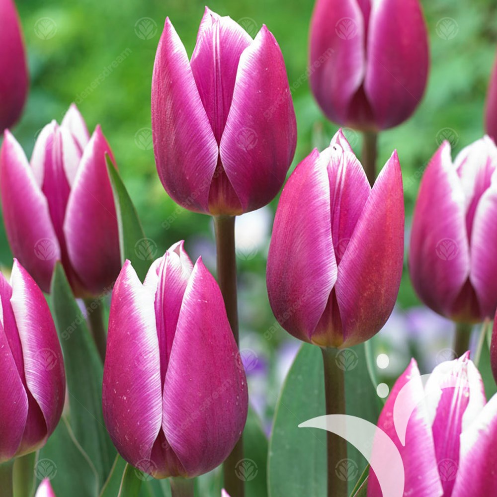 Tulips Synaeda Blue -MASTER-