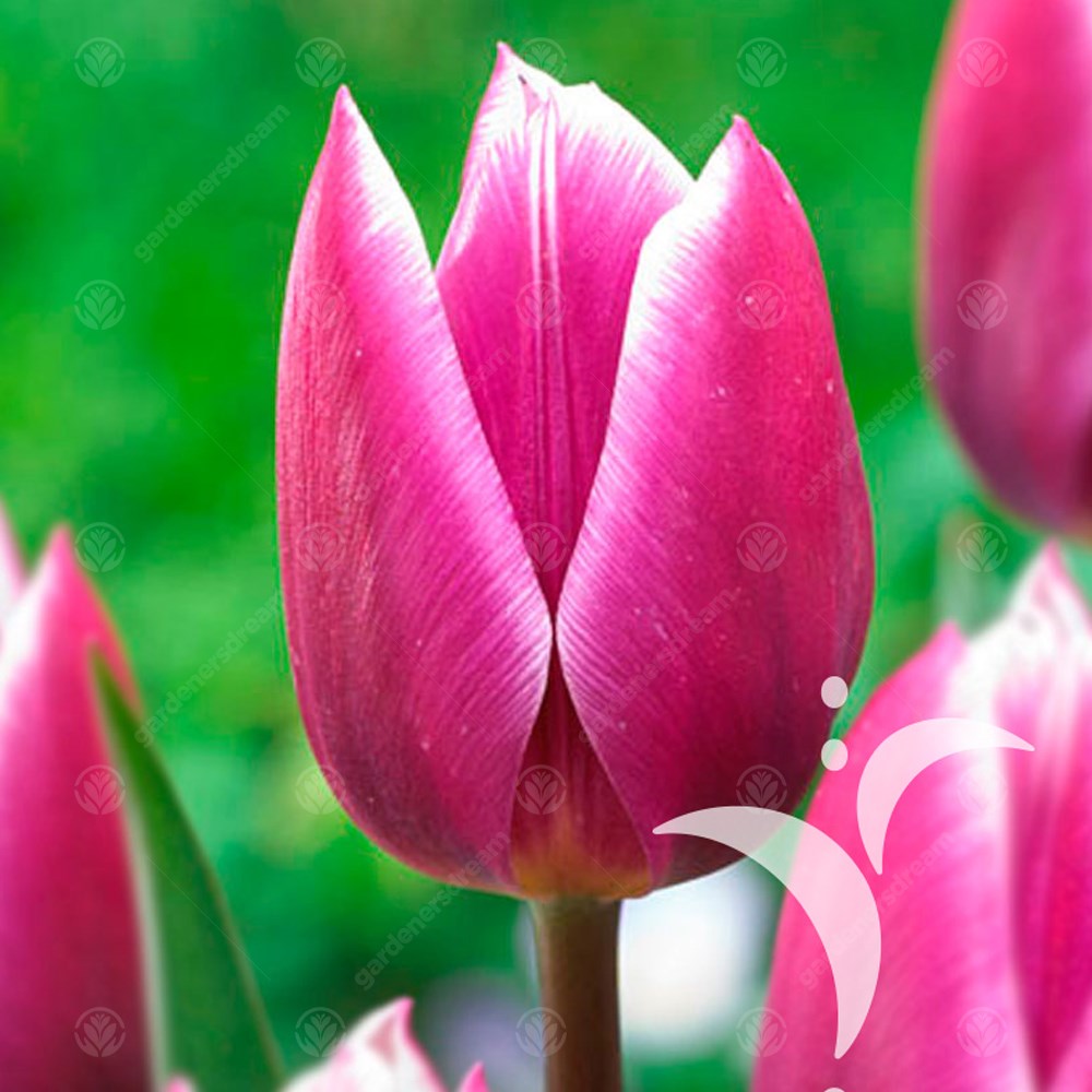 Tulips Synaeda Blue -MASTER-