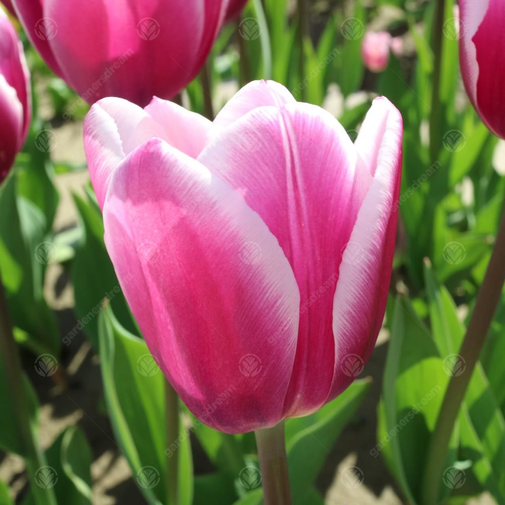 Tulips Synaeda Blue -MASTER-