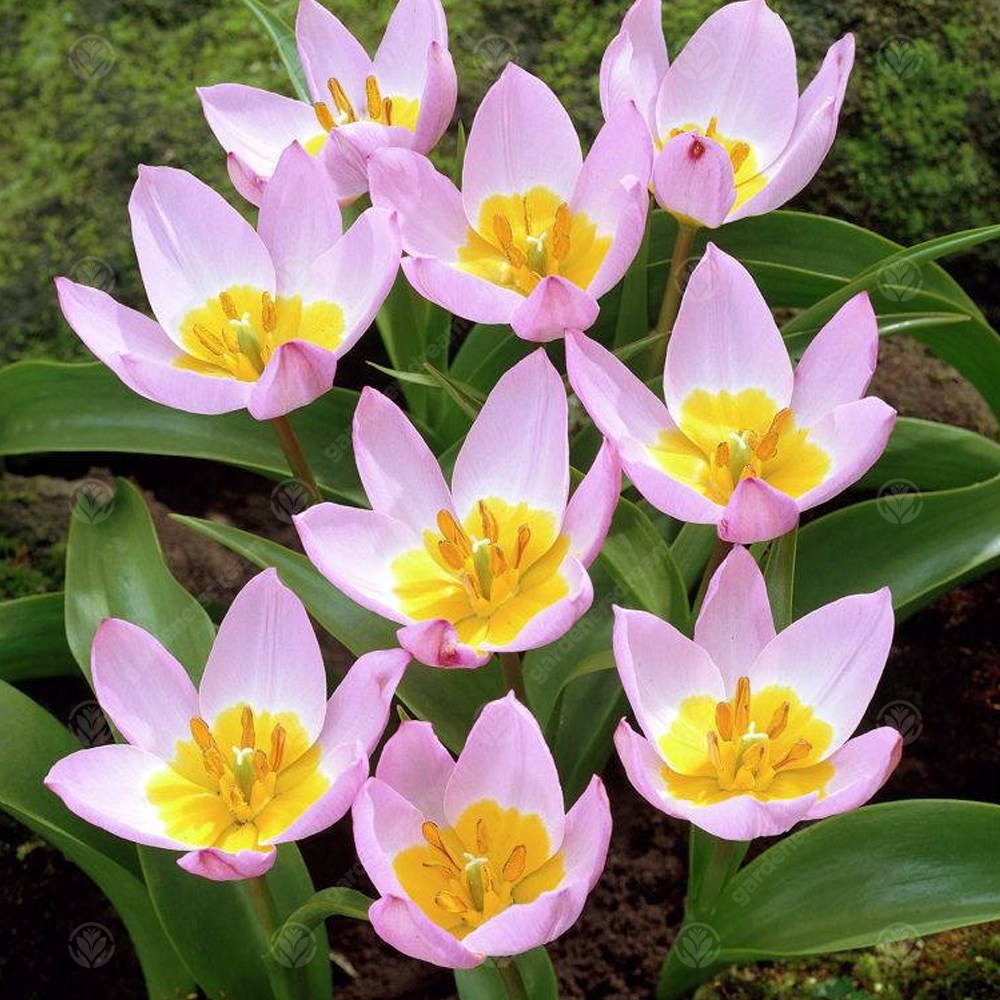 Tulips Bakeri Lilac Wonder -MASTER-