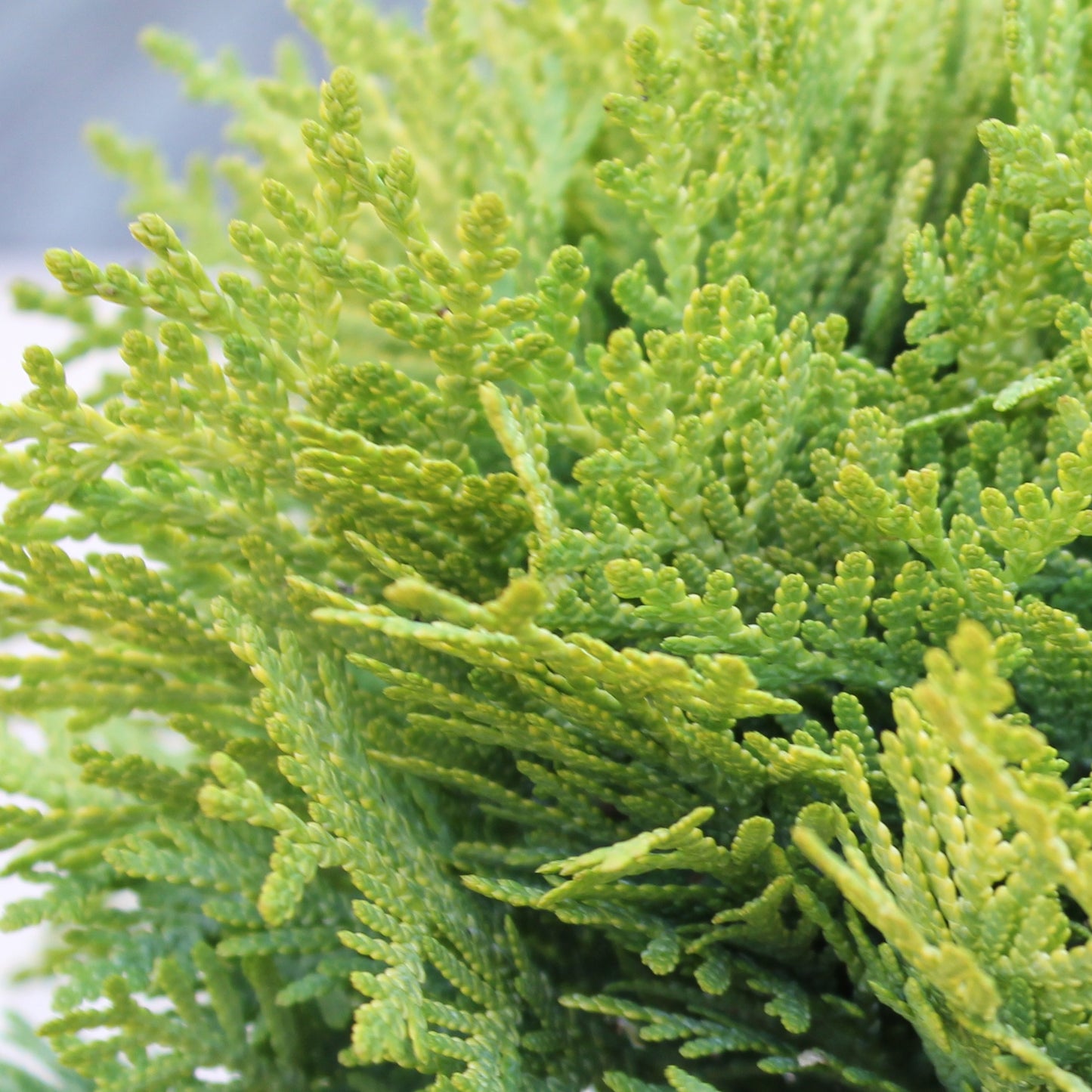 Thuja Mirjam