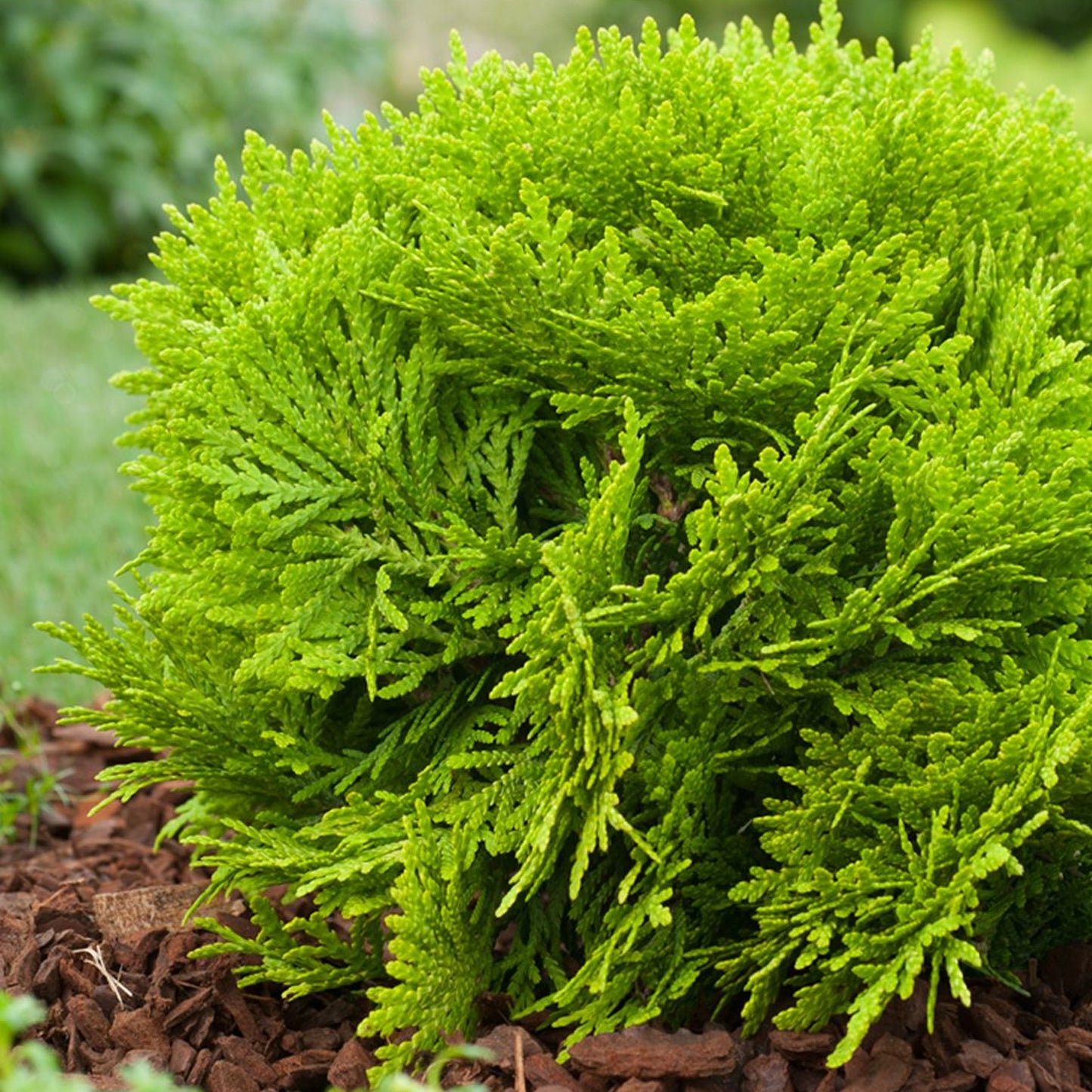 Thuja Mirjam
