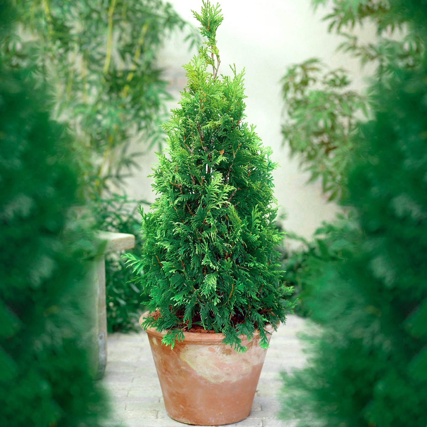Thuja Compacta