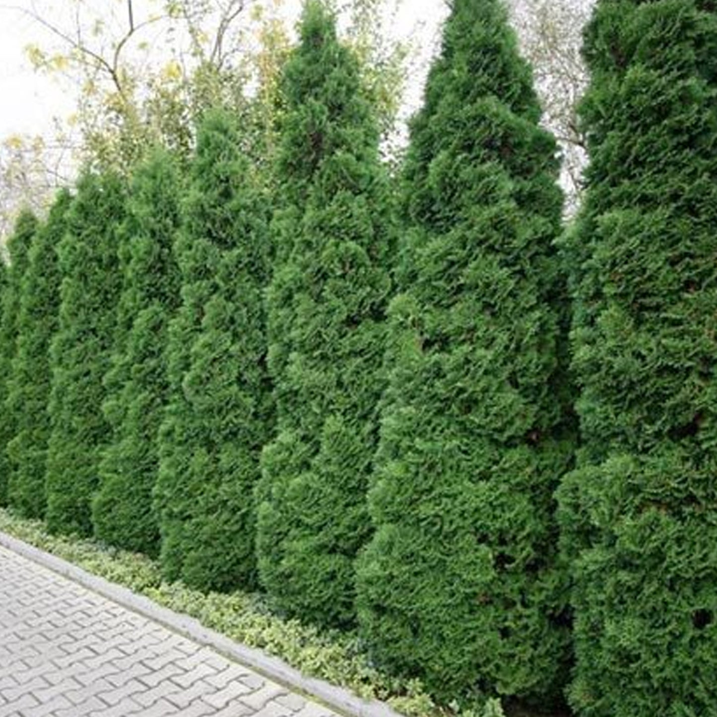 Thuja Compacta