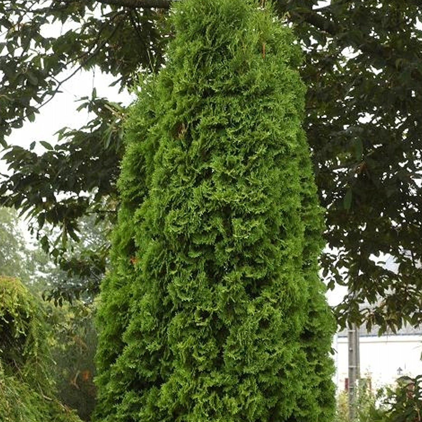 Thuja Compacta